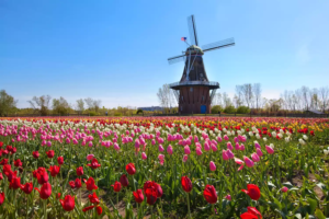 How to Plan the Perfect Trip to Holland, Michigan